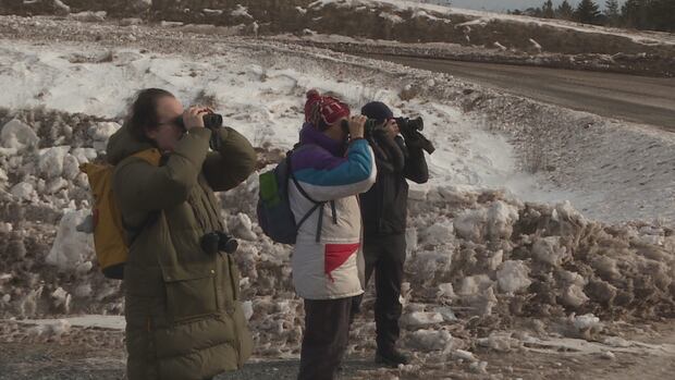 Landfills are a great place to go bird-watching, according to the Fredericton Nature Club. Members visited the Fredericton landfill on Sunday to look for their favourite animals. Three people looking through binoculars in landfill