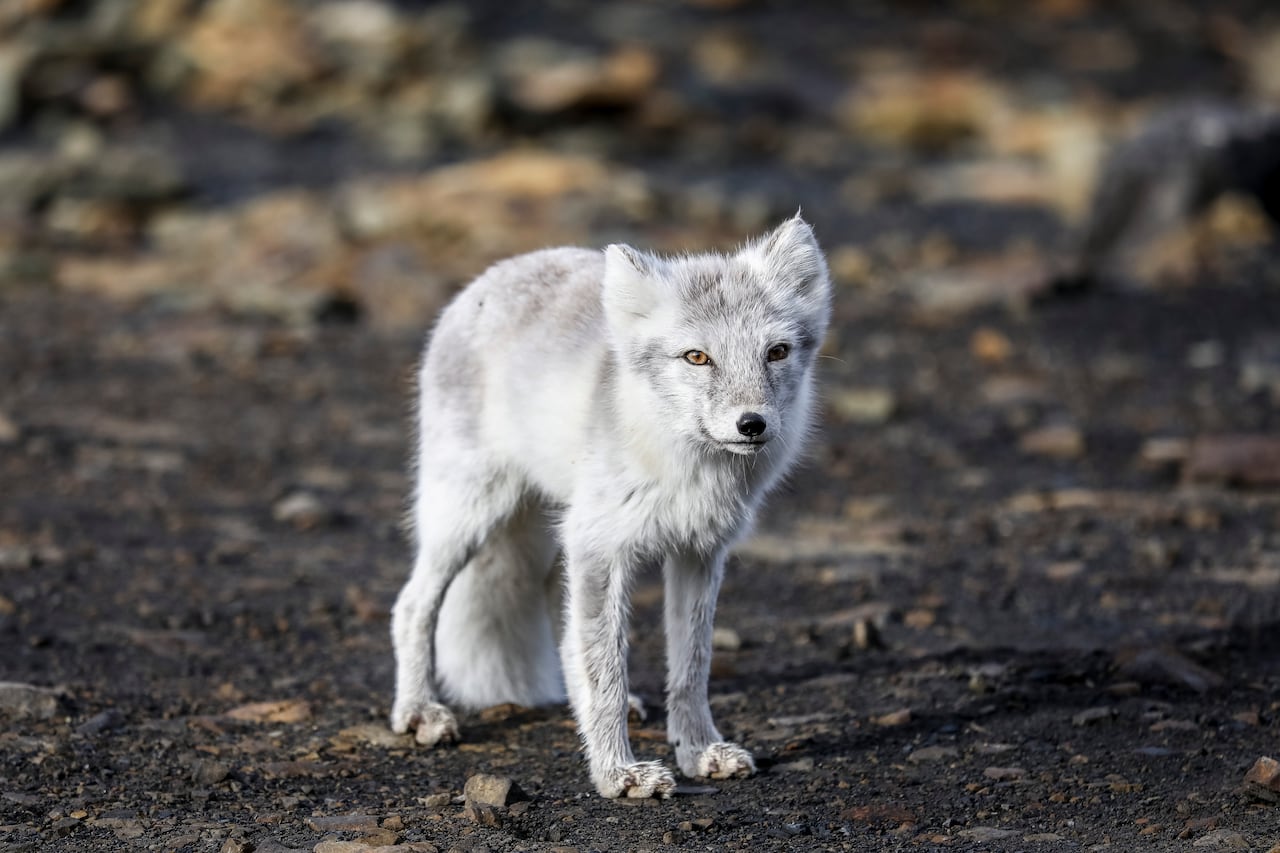 Maza, pelēcīgi balta lapsa 