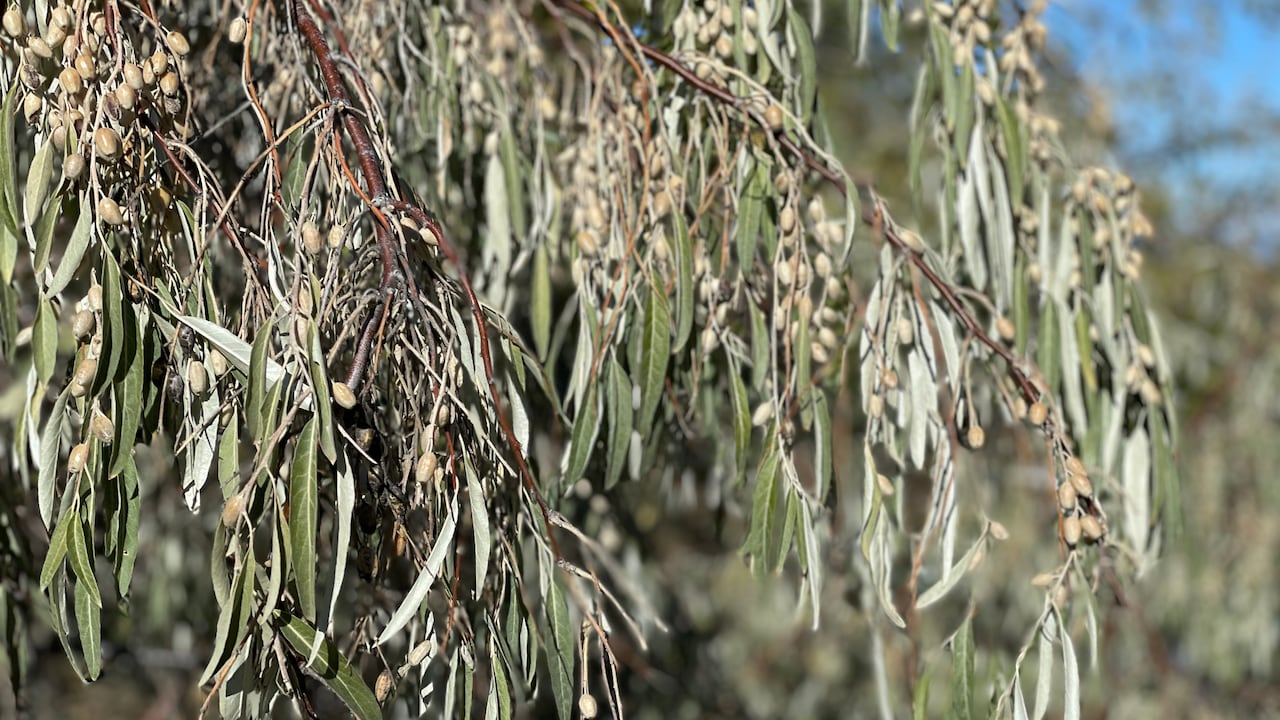 branches covered successful agelong leaves and tiny olive-like fruits