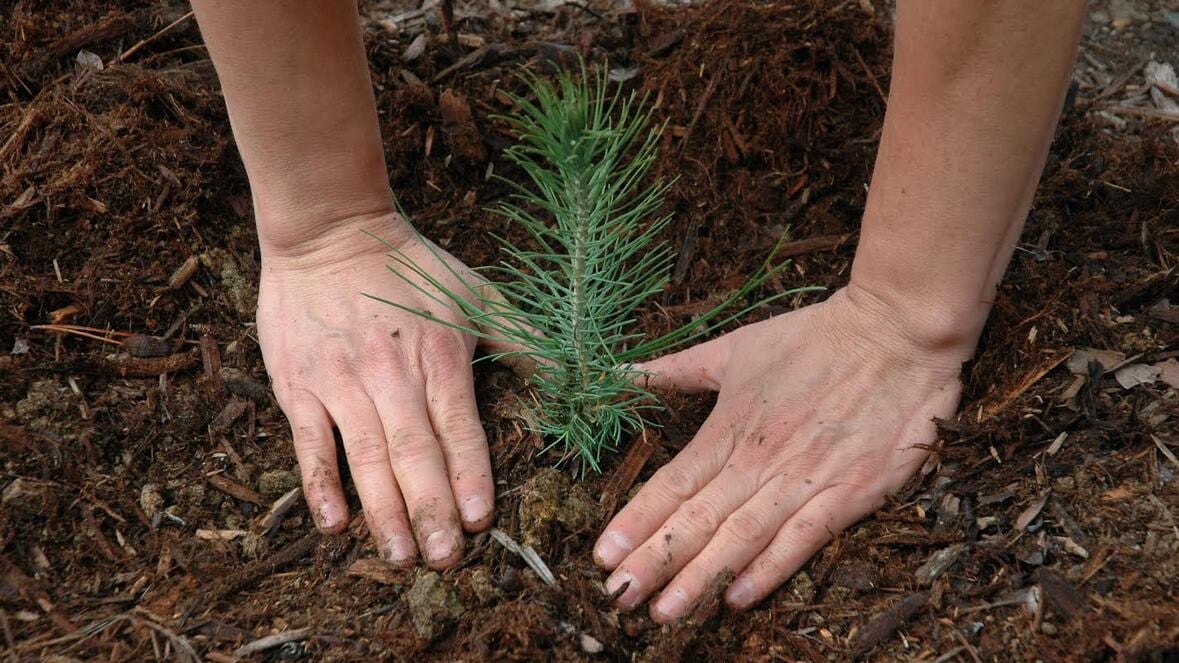 A adjacent  up   representation  of 2  hands planting a tiny  sapling of an evergreen histrion   successful  soil. 