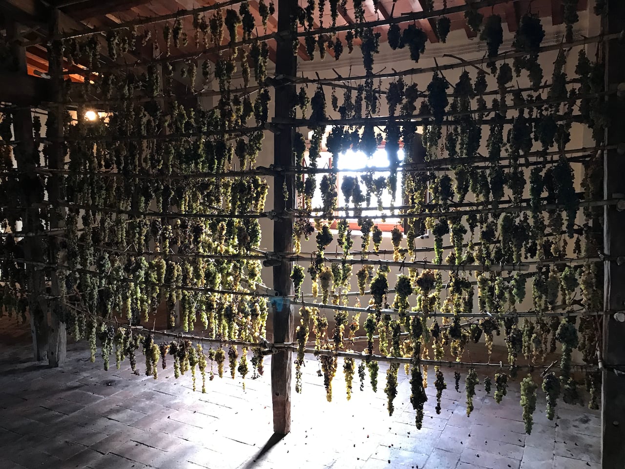 Bunches of grapes hang from wires to dry.