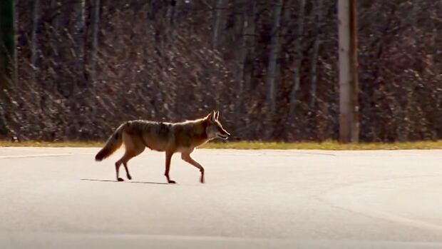 A coyote crosses a road. 