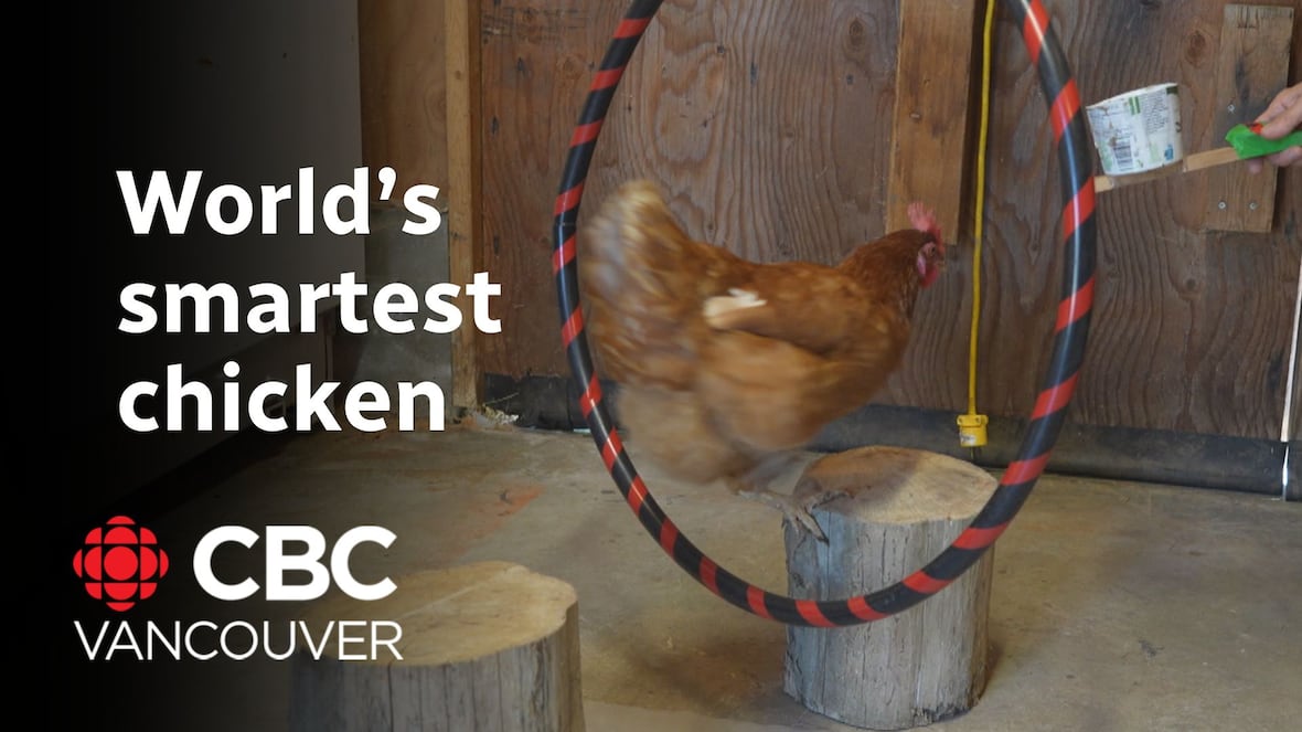 Guinness World Records says world’s smartest chicken lives in B.C. CBC.ca