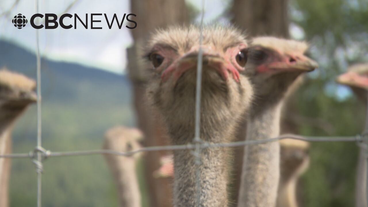 Close up of two ostrich's faces looking through a barbed wire fence