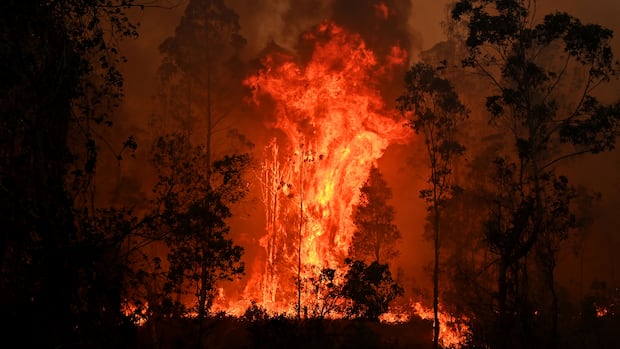 Scientists warn that this year could end 1.5 C hotter than pre-industrial times, surpassing the current record of 1.48 C set just last year. a forest burns