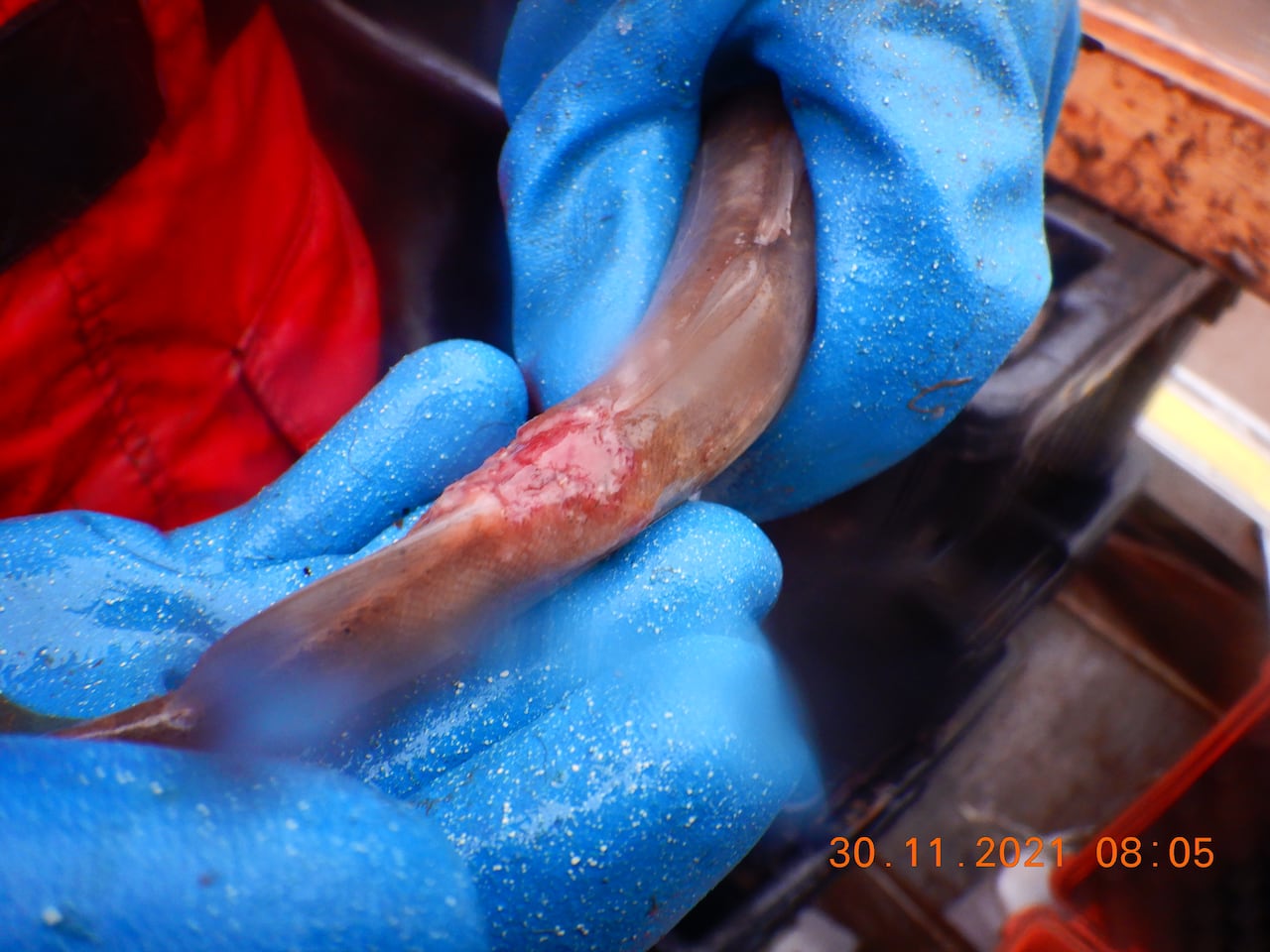 Um peixe com hemorragia interna