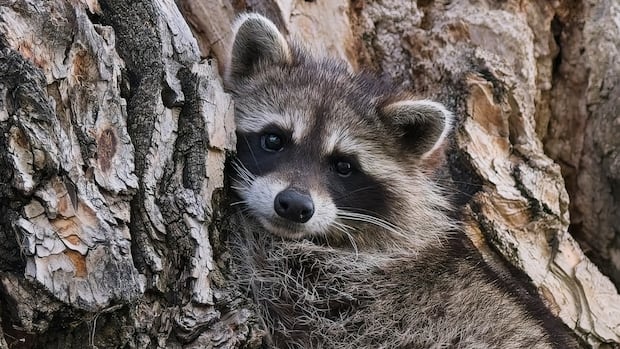 Calgary raccoon numbers could be on the rise, says wildlife biologist
