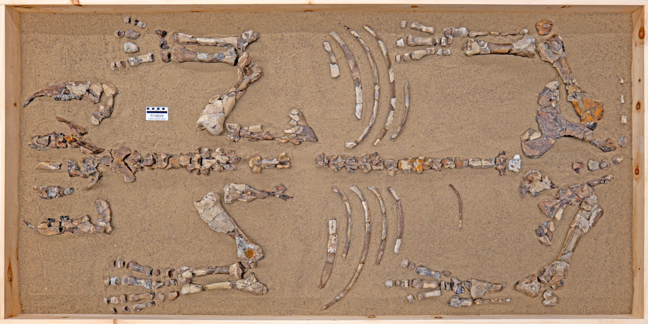 新しい化石Rhouse標本は北極圏の1000キロ北に生息していた CBCニュース