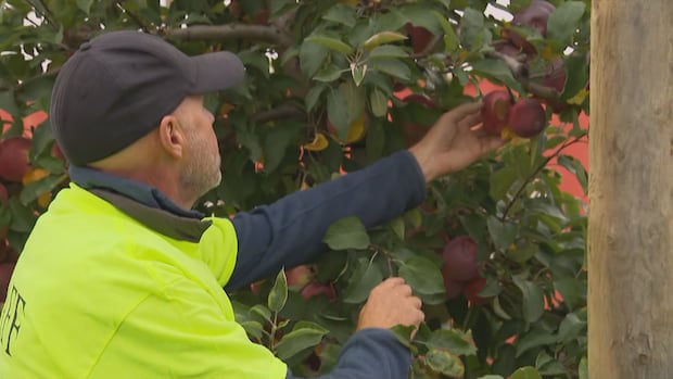 Ontario farmers raise the alarm against bad apples' stealing produce from orchards | CBC News
