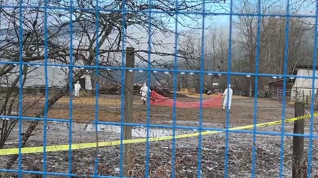 Crews in white hazmat suits begin moving towards ostriches at a farm.