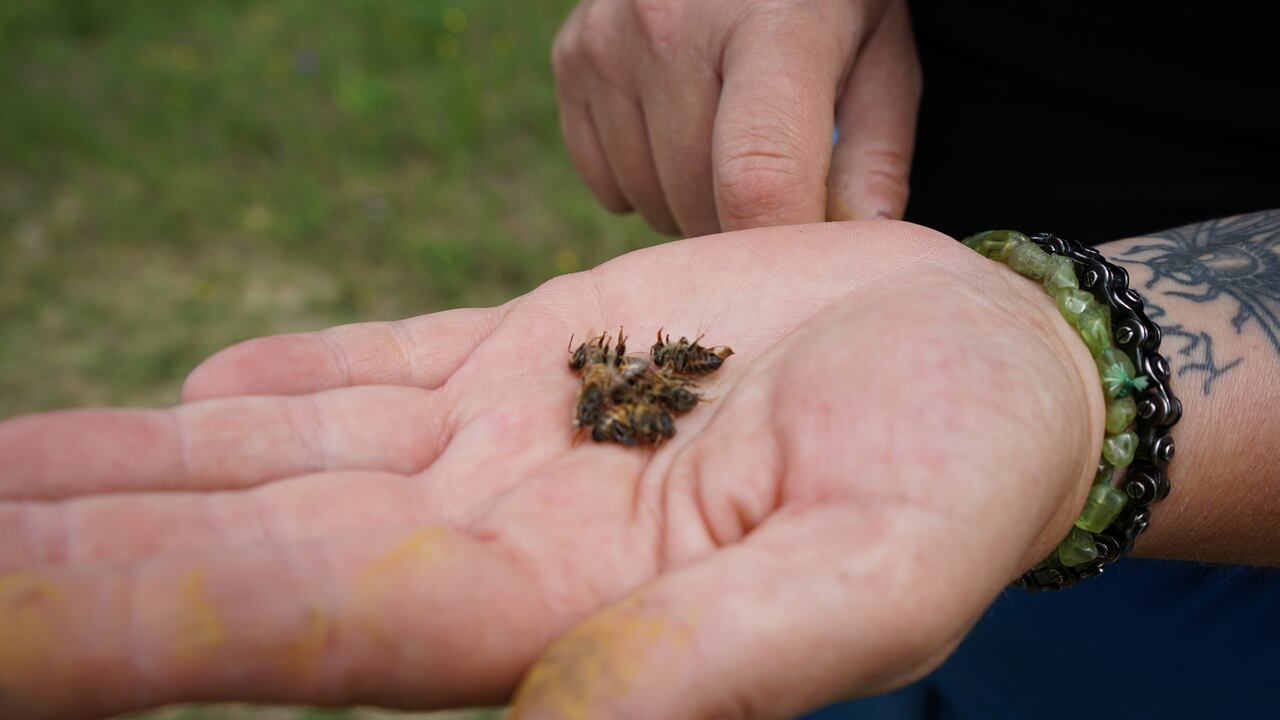 Ontario government investigating what caused the death of 1.2 million bees in Lively