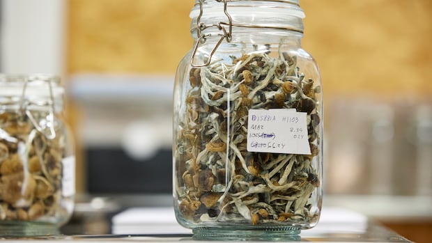 Could 'microdosing' psilocybin help people with anxiety? This study aims to find out