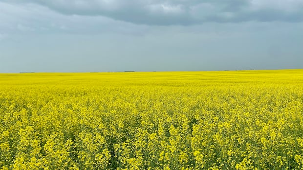 Yellow canola field