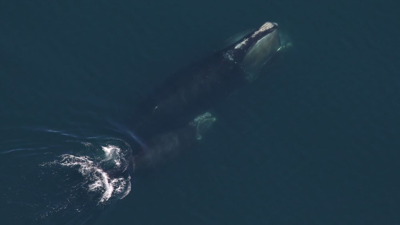 An aerial view of a North Atlantic Right Whale and a calf