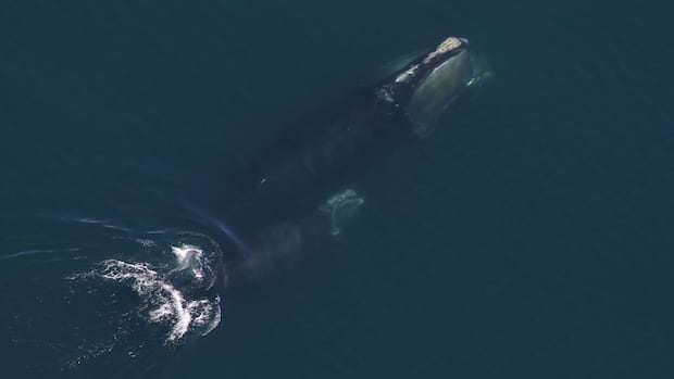 Two new moms were spotted with their calves in 2025 in unexpected places. Monarch, pictured here with her calf in April 2025, was spotted in Cape Cod Bay. An aerial view of a North Atlantic Right Whale and a calf
