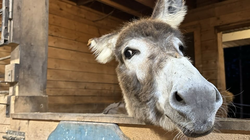 A grey donkey sticks its caput retired of its stall and looks toward the camera.