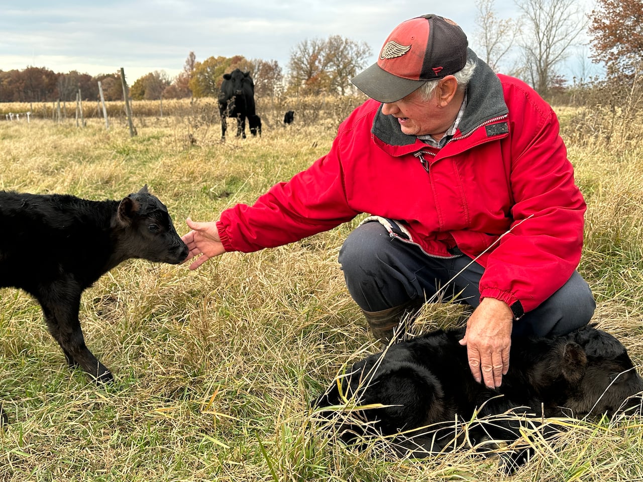 A cattle husbandman with newborn calves.