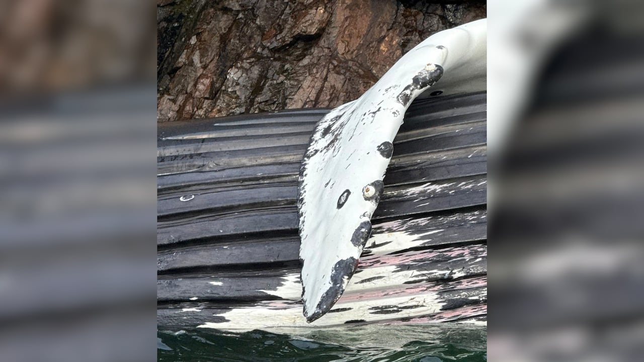 ザトウクジラ音のその後の調査 音の中に死者が洗濯しているのか | CBCニュース ザトウクジラ音のその後の調査 音の中に死者が洗濯しているのか | CBCニュース