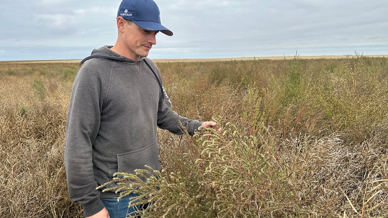 A man in a blue hat, grey hoodie and blue jeans holds onto a piece of kochia weed, a green, bush-like plant that reaches the man's waist.