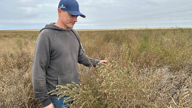 Jake Leguee has been struggling with invasive kochia weeds on his farm near Filmore, Sask. for years. He says its growing resistance to herbicides is beginning to affect food production. A man in a blue hat, grey hoodie and blue jeans holds onto a piece of kochia weed, a green, bush-like plant that reaches the man's waist.