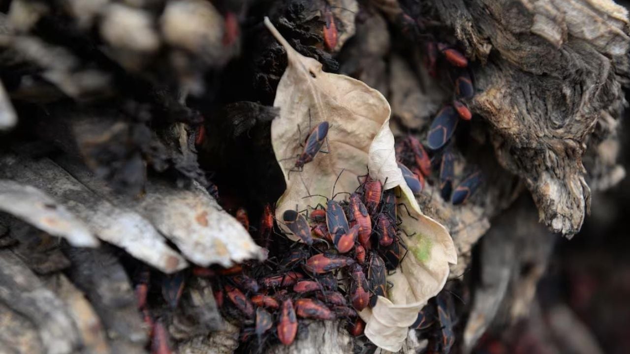 More people are noticing these bugs in Montreal. What exactly are they?