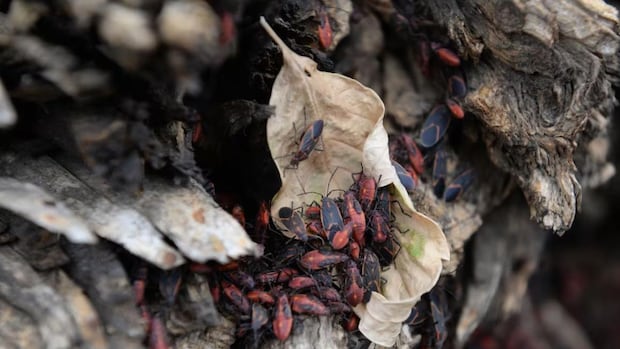 Close up image of boxelder bugs on gnarled piece of tree bark.