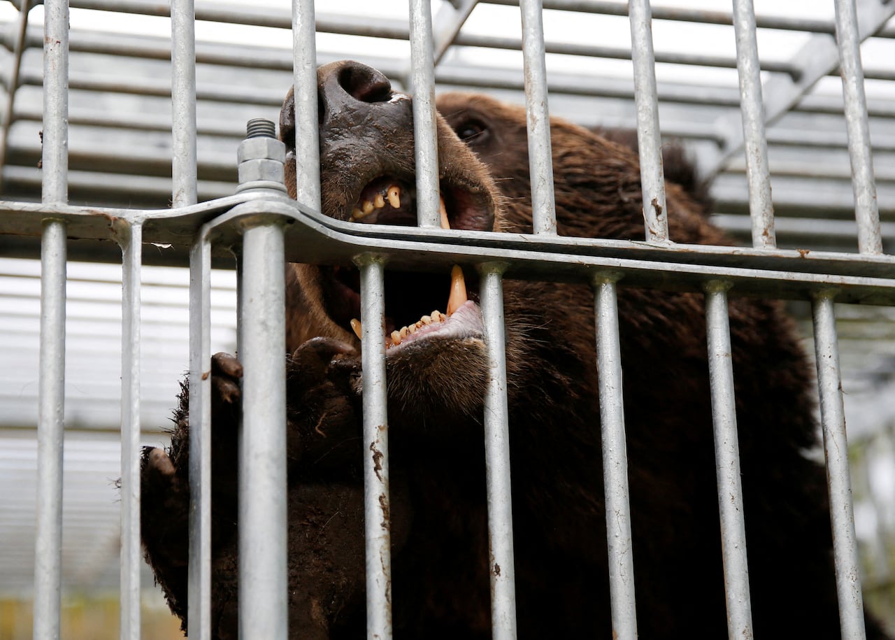 A brown bear is shown in closeup inside a cage, with its mouth open and sharp teeth exposed.