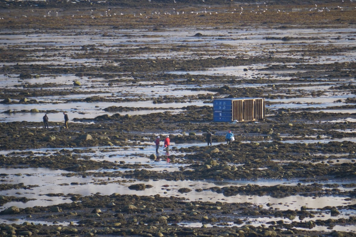 People walk among tide pools near a beached shipping container.