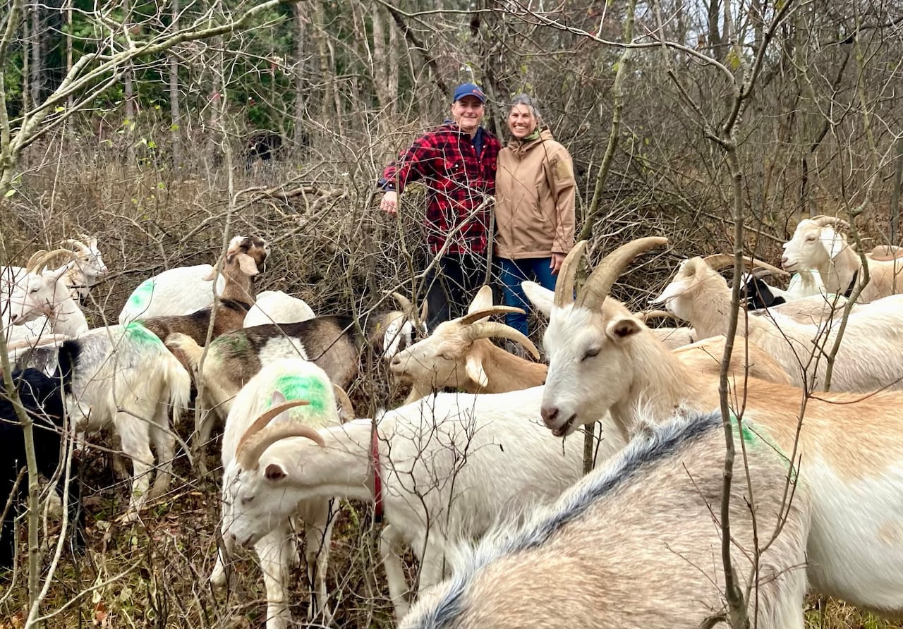 couple standing in the forest with goats 