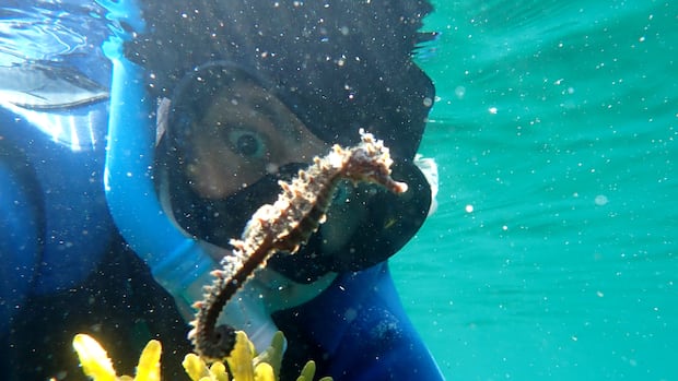 A person in snorkelling gear behind a seahorse underwater. 