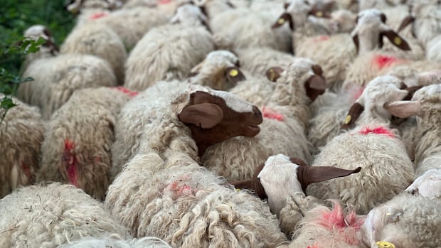 These wool producers aim to revive the value of natural fiber in Europe