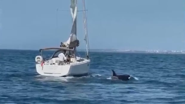 A boat being attacked by a whale in the open water