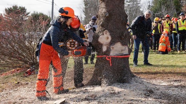 Boston Mayor Michelle Wu, left, assists in cutting a 13.7-metre white spruce tree from Lunenburg County that was selected as Nova Scotia's 2025 Tree for Boston, in Martins Brook, N.S. on Wednesday, Nov. 12, 2025. The province of Nova Scotia sends a tree to Boston each holiday season as a thank you to the city for sending medical personnel and supplies following the Halifax Explosion in 1917. THE CANADIAN PRESS/Darren Calabrese Woman cuts down spruce tree