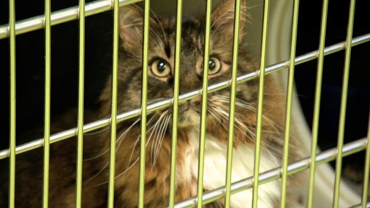 Pets ‘not a Christmas gift,’ say animal shelters dealing with post-holiday returns