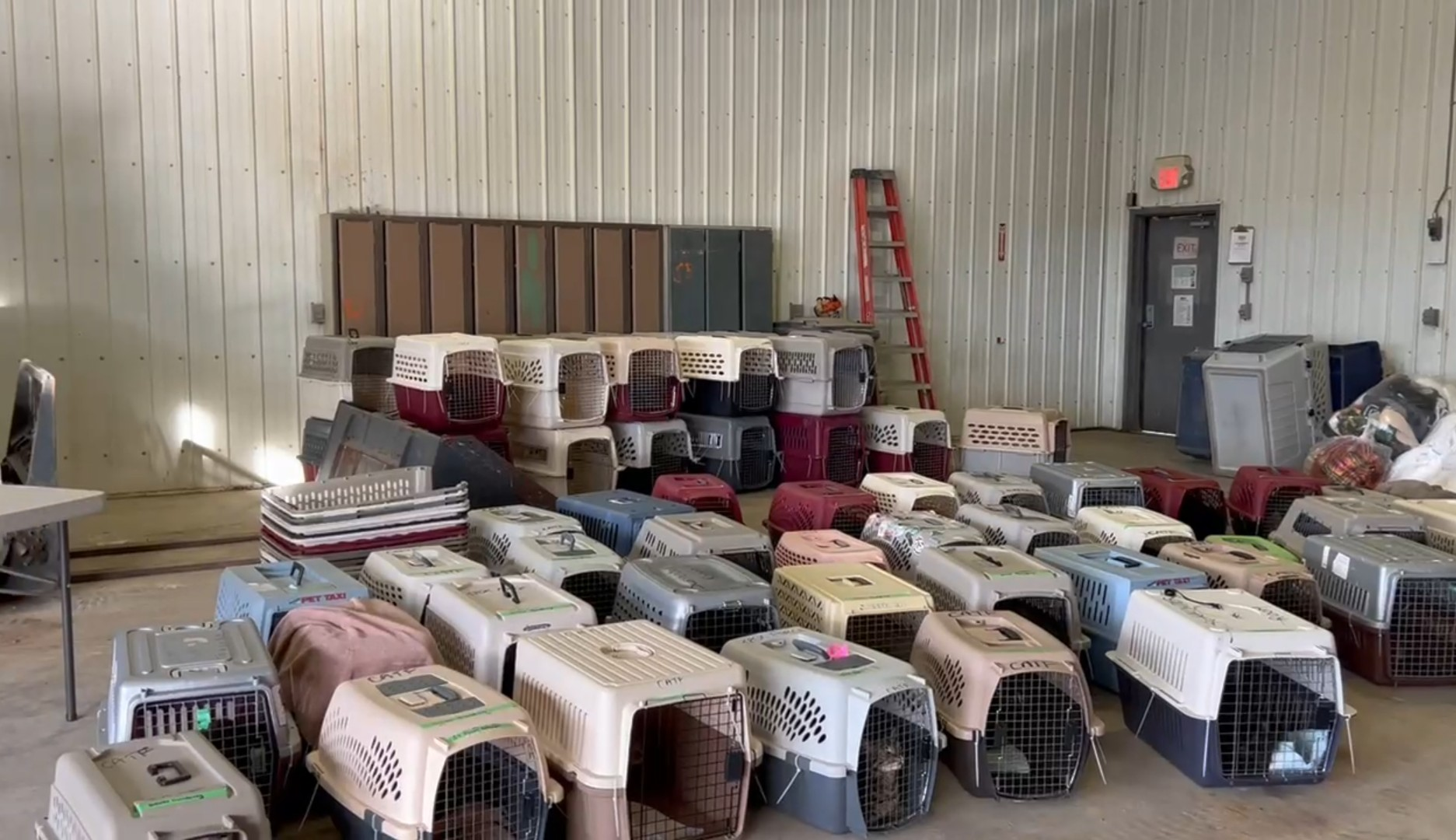 Nearly 300 animals surrendered from northern Alberta rescue operation: RCMP; dogs in crates
