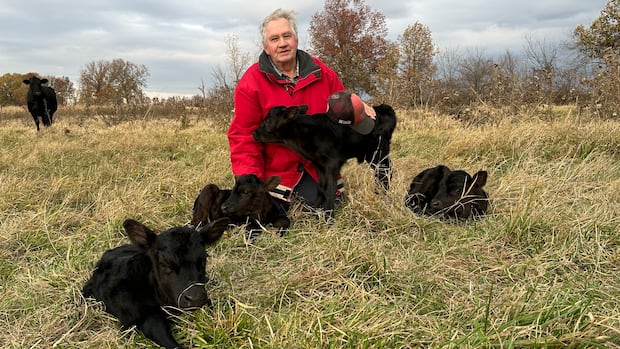 'A miracle': Cow gives birth to four calves at once, stunning Ruthven farmer