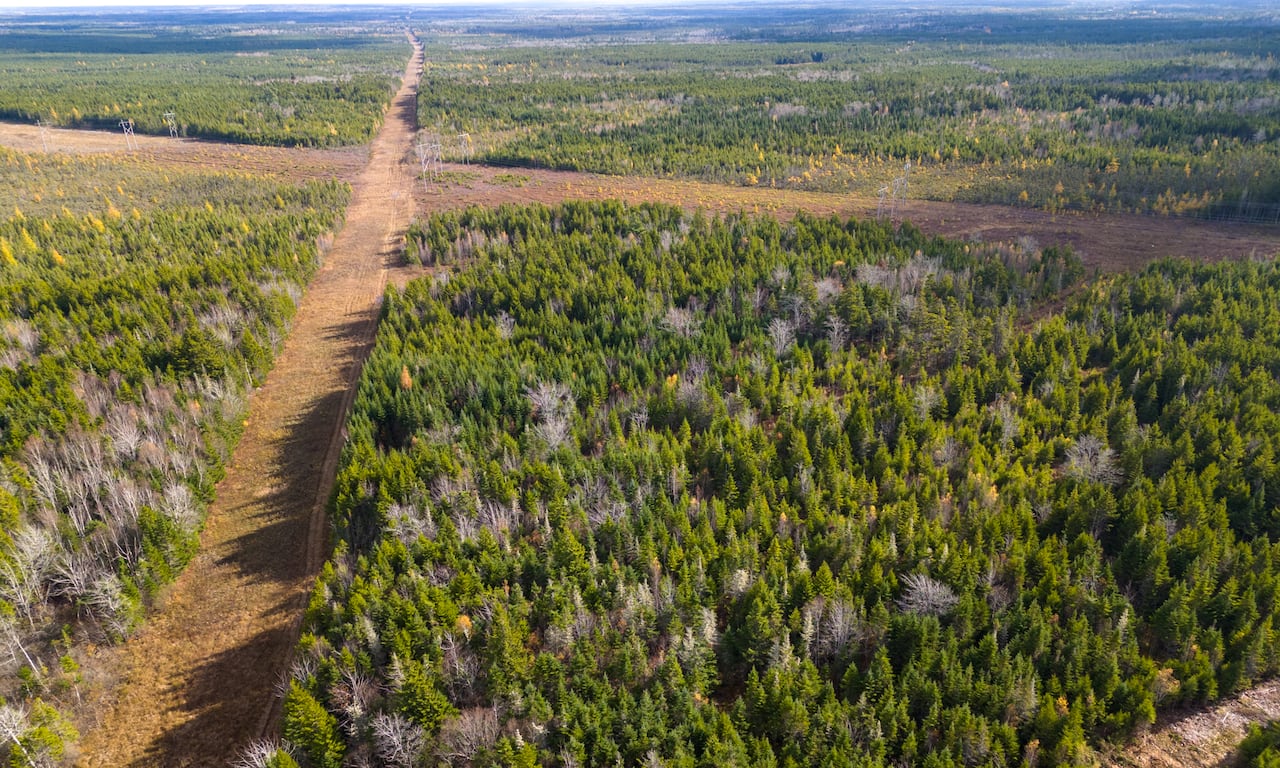 An aerial photograph of a treed landscape, with 2 ample lines of chopped areas forming an X, 1 lined with hardly disposable transmission towers.