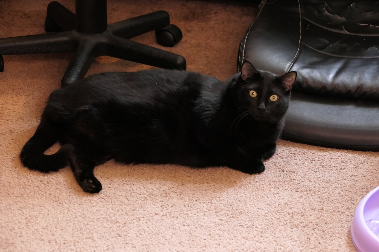 A black cat with a missing hind leg lies on a floor with a beige rug and black furniture in the background.