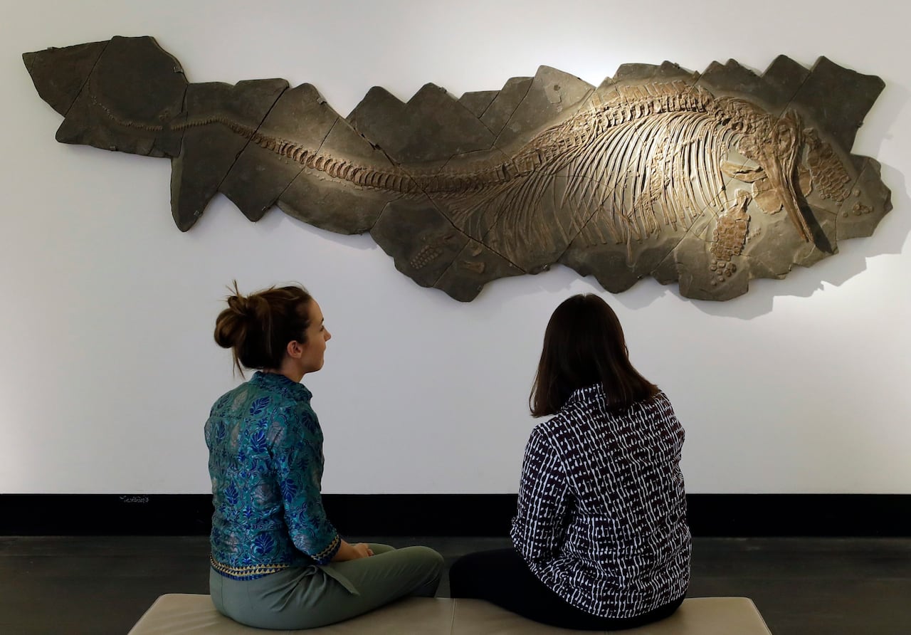 Two women stare at a fossilized marine reptile.
