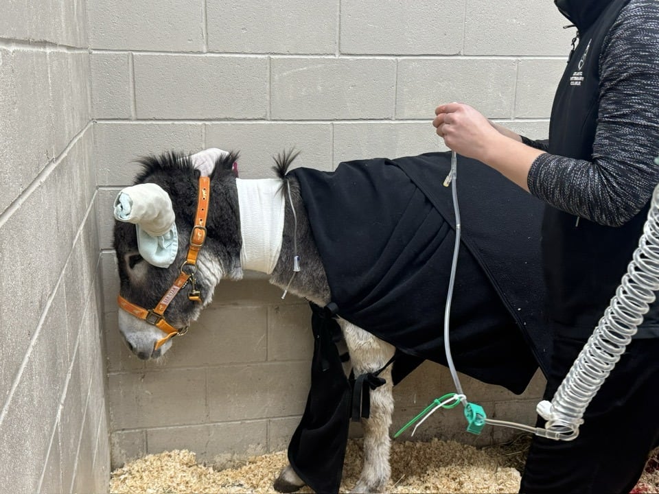 A donkey stands against a cement partition successful a veterinary installation covered by achromatic blankets and is reciving IV fluids from a veterinarian.