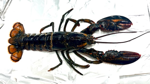 A lobster is shown on a white background.