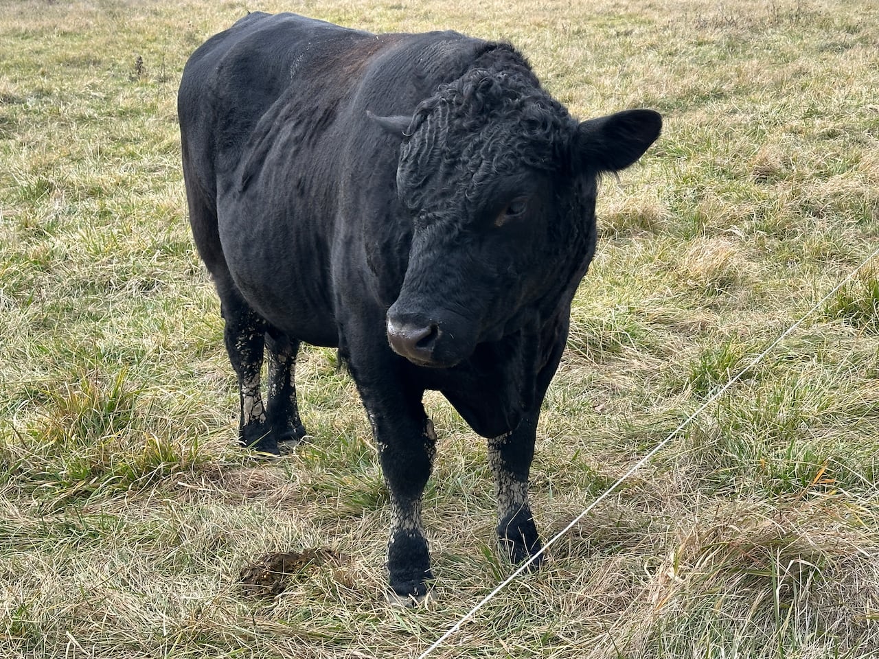 An Aberdeen Angus bull.