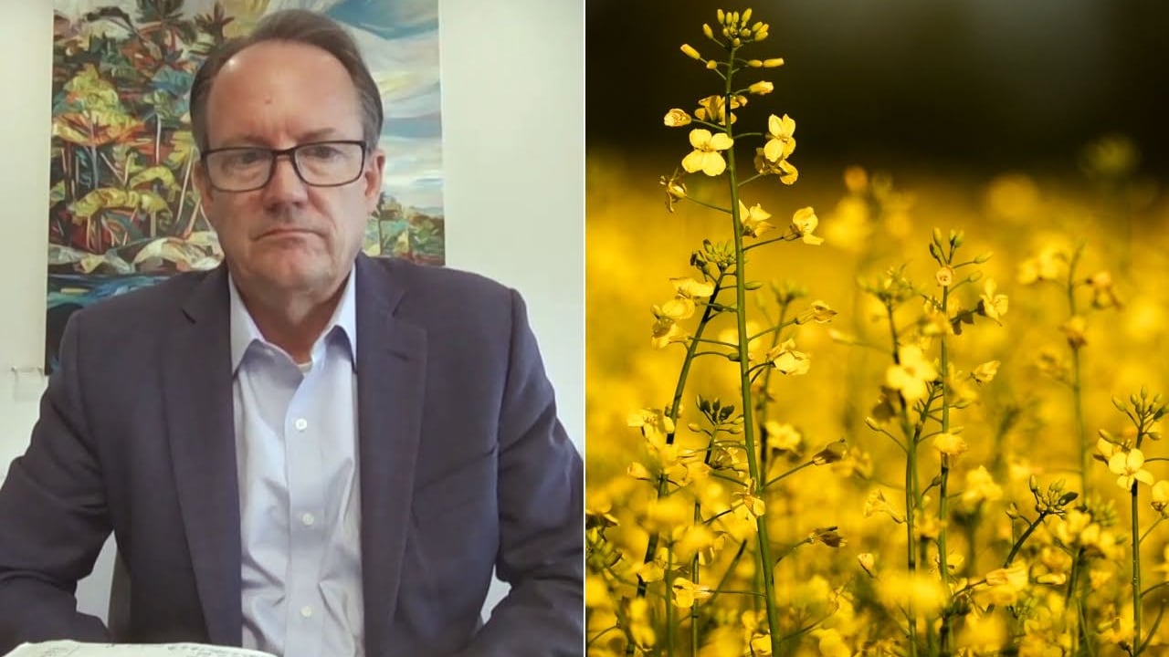 Split screen with Chris Davison on the left and yellow canola fields on the right.