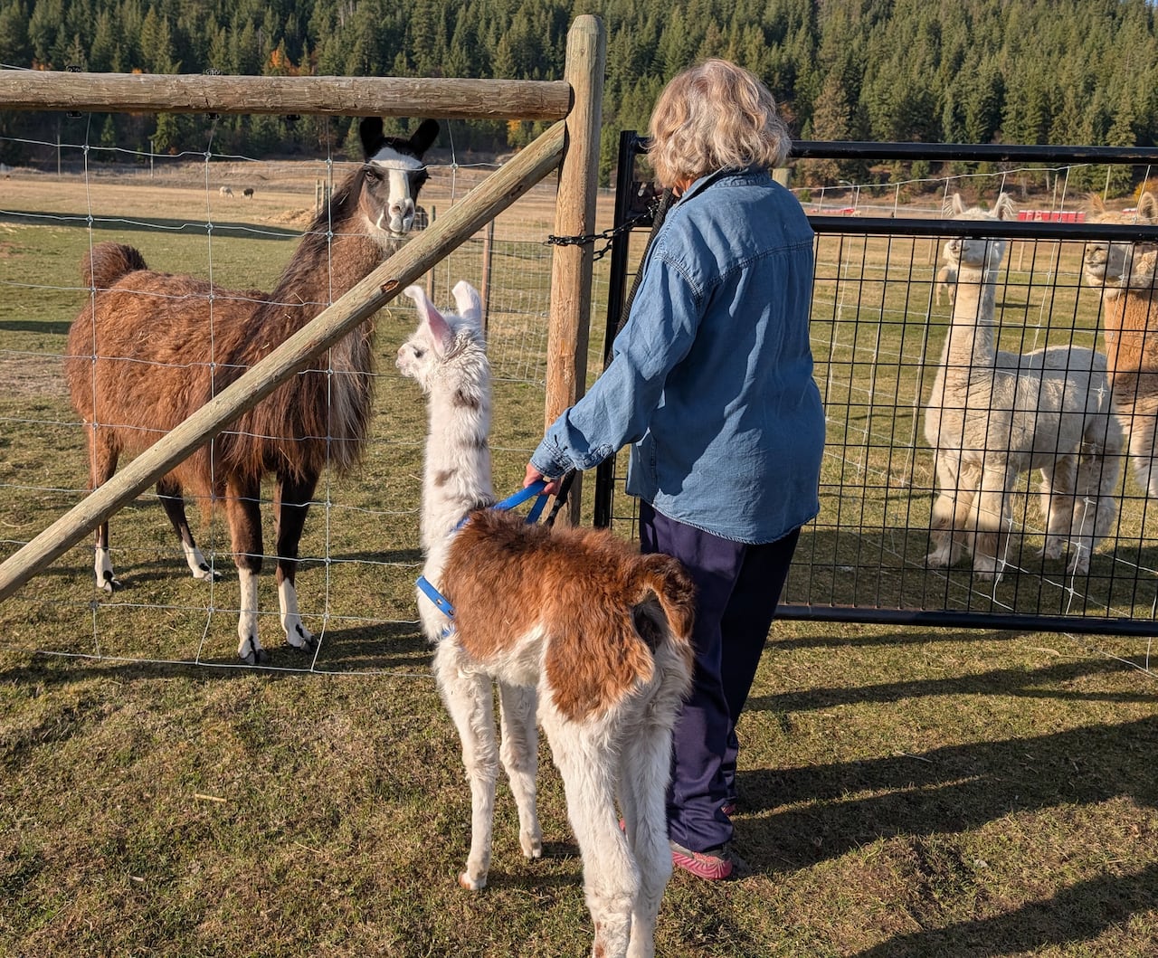 A llama is pictured being walked by a quality greeting different llama connected the different broadside of a fence.