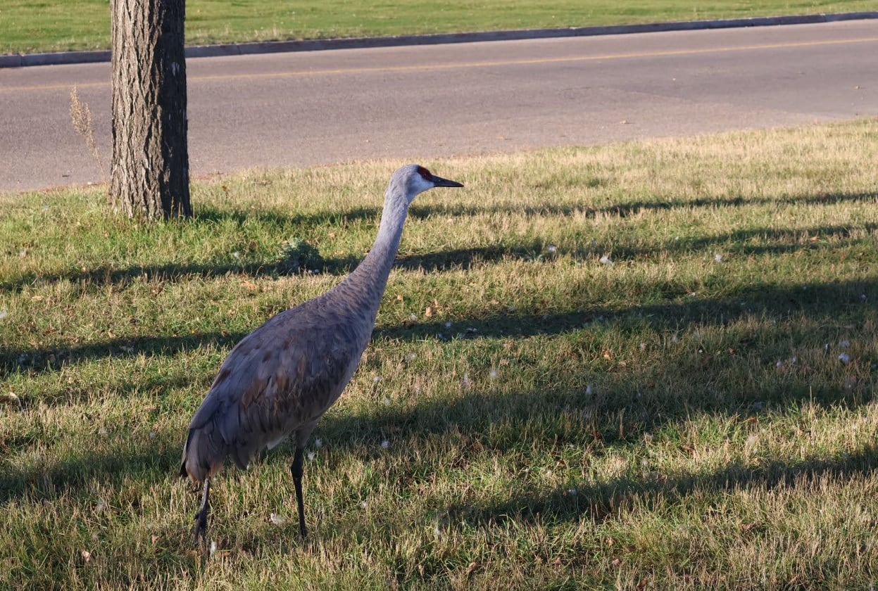 A tall, red-crowned bird sits in the green grass next to a tree in front of a road.