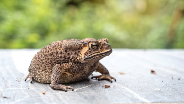 No suitcases needed. Toads have poisonous sacs that help them travel the globe