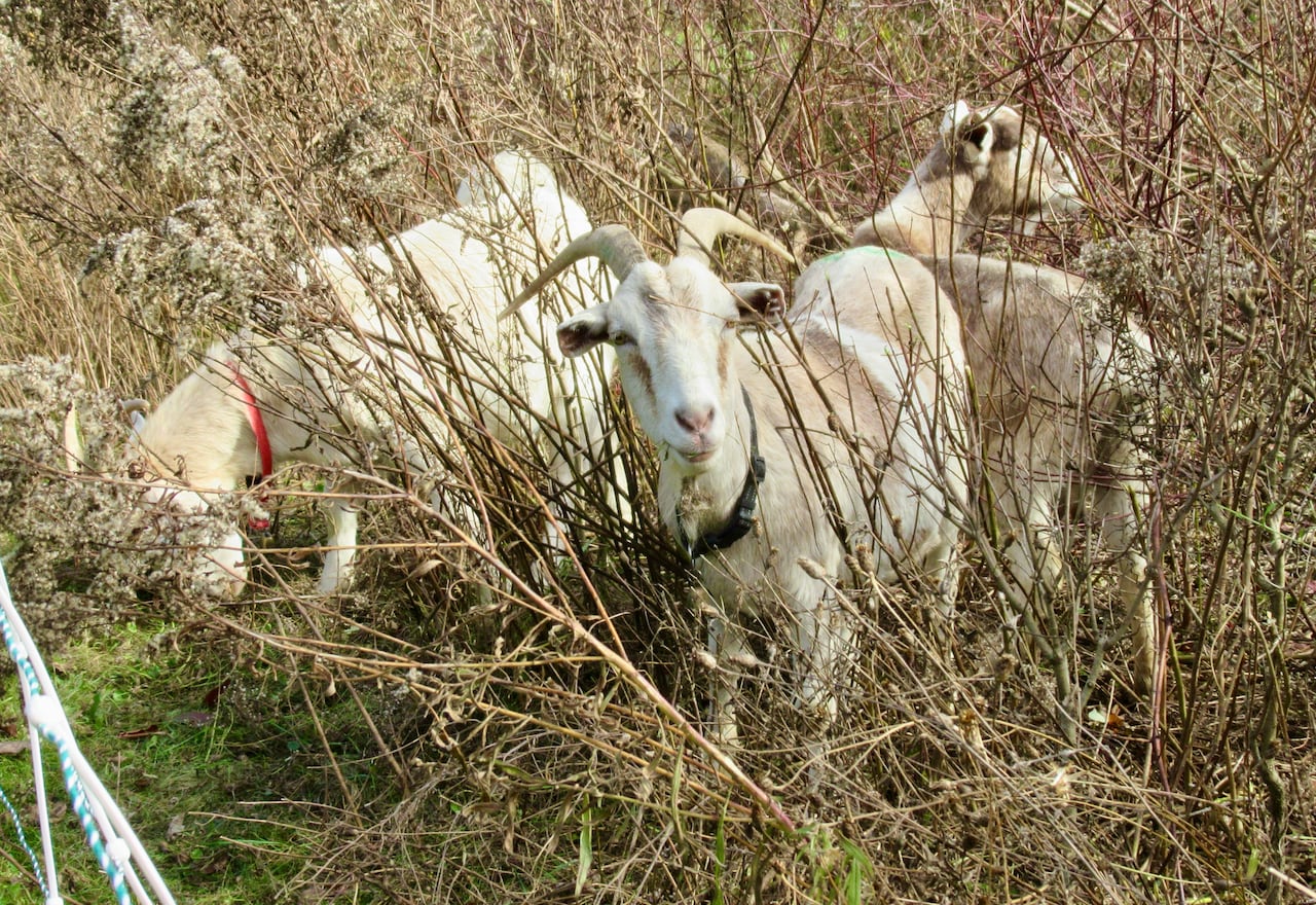 Goats stand in the bushes