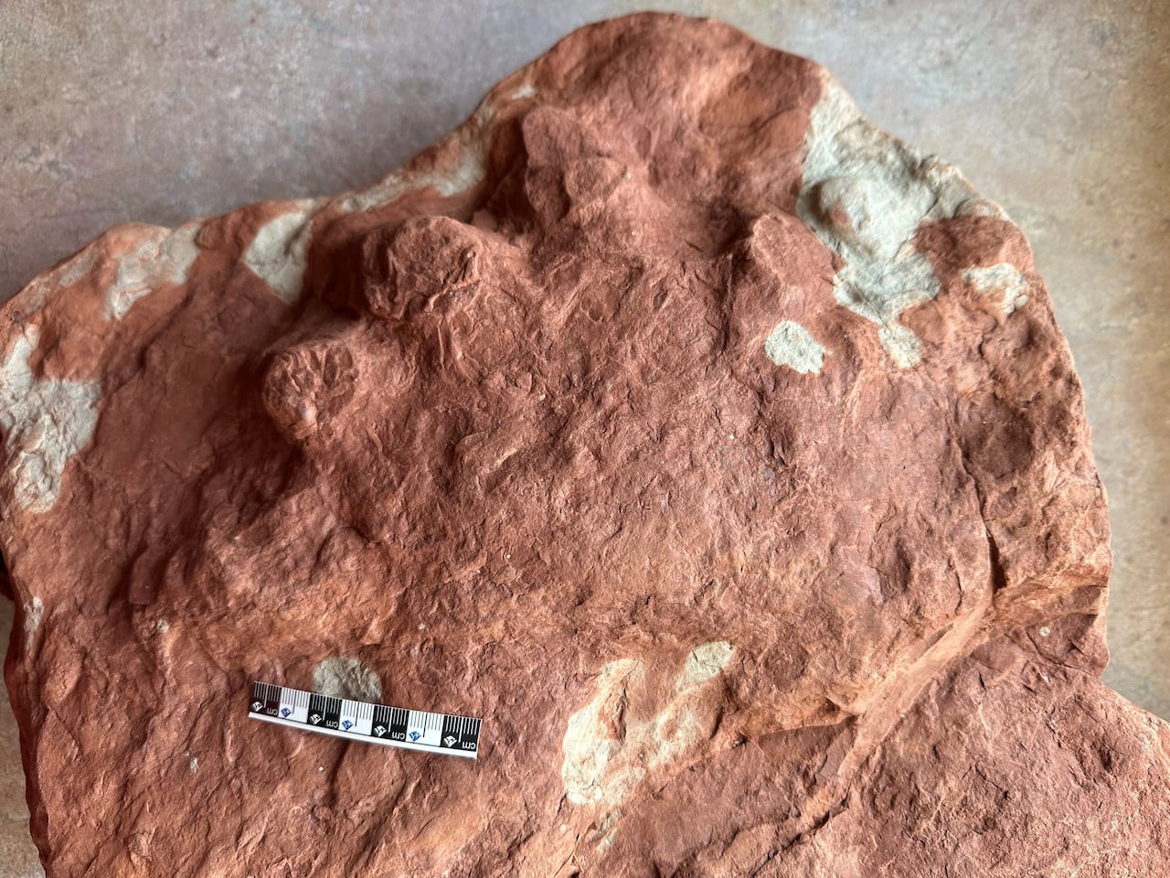 Lielas fosilijas tuvplāns sarkanā smilšakmenī.