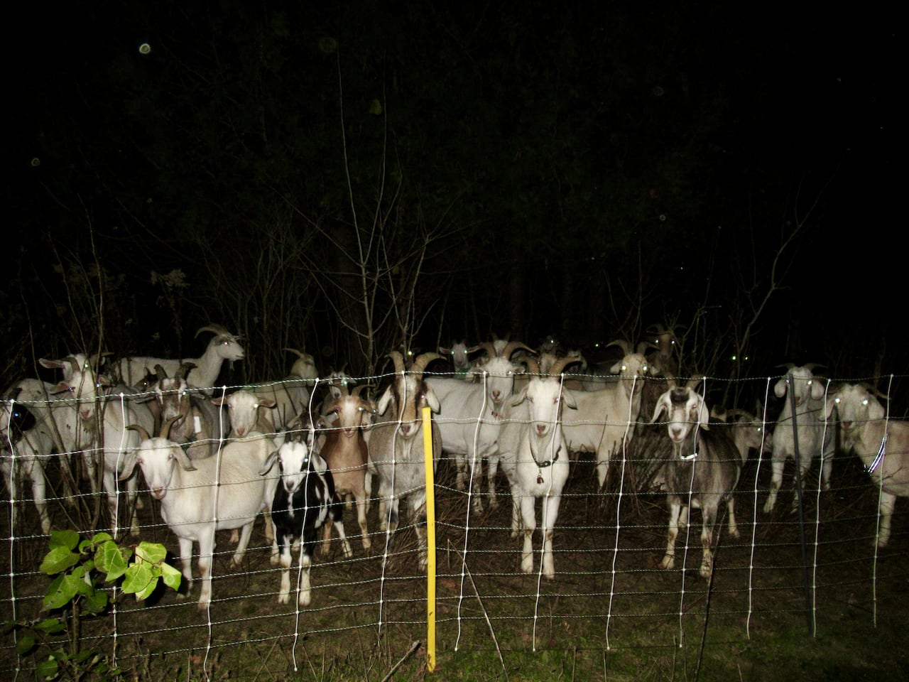 herd of goats in the dark
