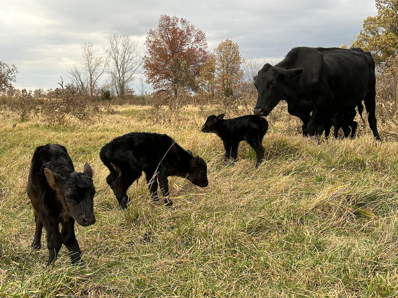 A parent cattle with 4 calves.